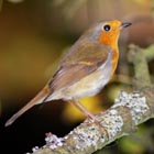 robin